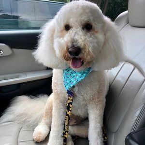 Meet your Posher, Meagan